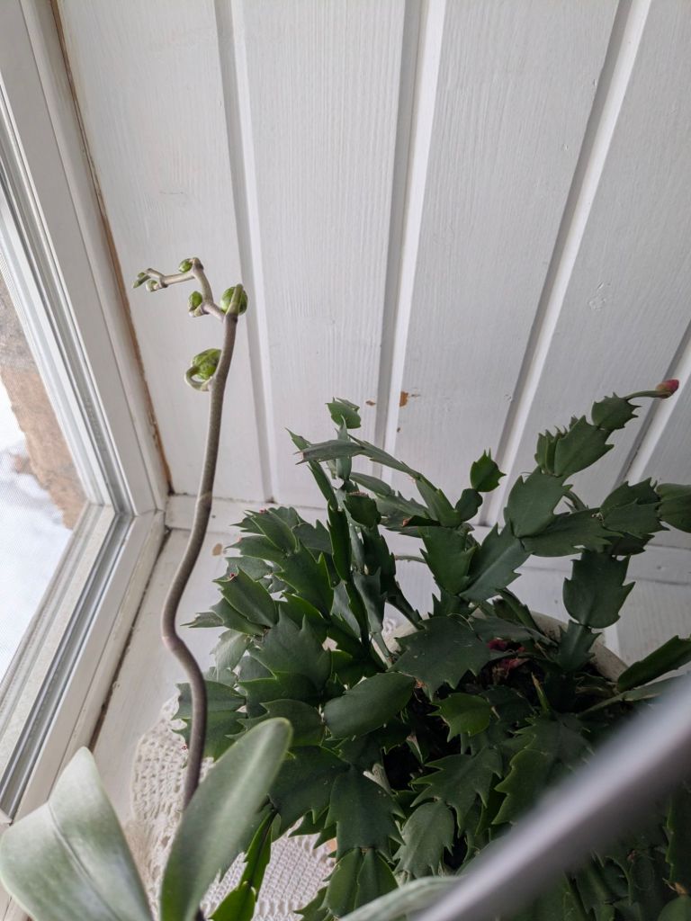 pxl_20260221_1627468483932286110887765407